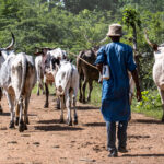 Teen Herdsman Sentenced to Death in Borno, Inside the Gruesome Case